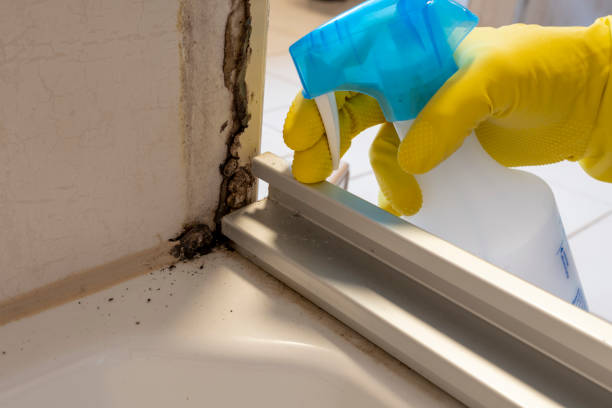 Professional Mold Remediation in East Farmingdale, NY